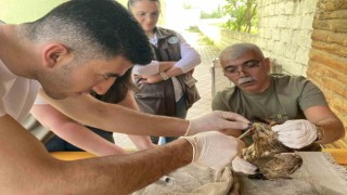 Yaralı bulunan şahin tedavi altına alındı