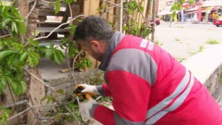 Yaralı ebabil kuşuna Kocasinan Belediyesi sahip çıktı