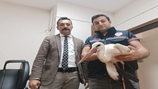 Yaralı halde bulunan leylek tedavi altına alındı