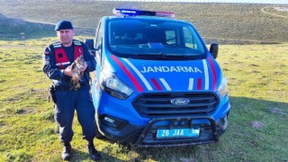 Yaralı halde bulunan ‘Şahin jandarma ekiplerince tedavi ettirildi