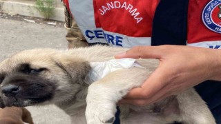 Yaralı yavru köpeğe hayvanları koruma timi müdahale etti