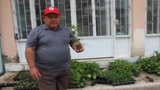 Yaz aylarının gelmesi ile fide satışları arttı