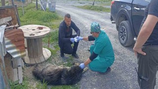 Yılanların ısırdığı köpeklere belediye sahip çıktı