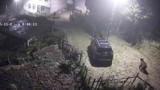 Yiyecek aramak için mahalleye inen ayı güvenlik kameralarına takıldı