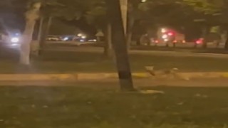 Yolunu şaşıran tilki, şehre indi