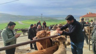 Yozgatta canlı hayvan pazarlarında şap hastalığına karşı sıkı tedbirler sürüyor