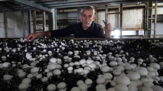 Yozgatta üretilen mantar, Karadeniz ve Doğu Anadolu Bölgesinin ihtiyacını karşılıyor