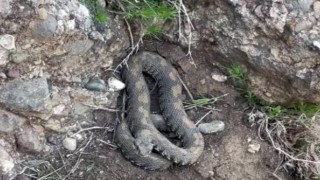 Yüksekovada engerek yılanı görüntülendi