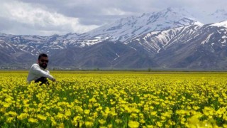 Yüksekovanın ovası sarı çiçeklerle rengarenk oldu