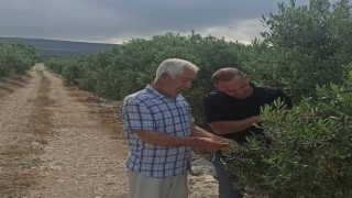 Zeytin bahçelerinde denetimler sürüyor