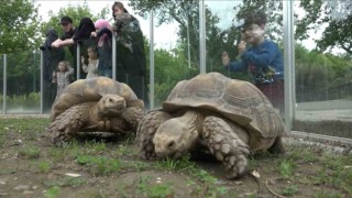 Zooparktaki kaplumbağalara Dünya Kaplumbağa Gününde ziyafet