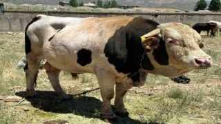 1 ton 100 kilogramlık ‘Paşa alacısını bekliyor