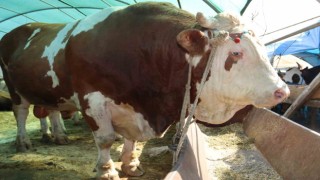 1 ton 650 kilogramlık Vartolu isimli dana araba fiyatına satıldı