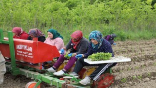 100 dönüm organik sertifikalı tarlada üretim başlattı