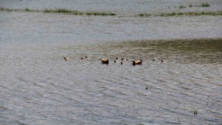 11 yavrusuyla birlikte yüzen angutlar hoş manzaralar çıkardı