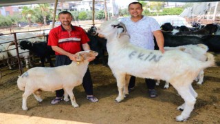 185 kiloluk ‘Karbeyaz 20 bin liraya satıldı
