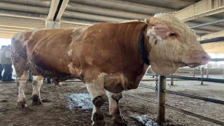 2 senede tam 4 ton yem yedi, 1 tonluk kurbanlık 120 bin liradan alıcısını bekliyor