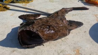 50 kiloluk dev fener balığı yakaladı