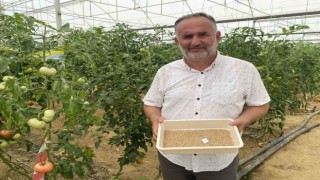 7 türde 50 çeşit tohumu 16 ülkeye ihraç ediyor