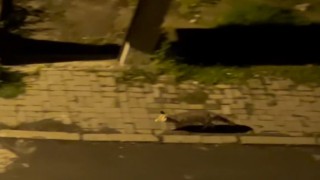 Aç kaldığı düşünülen tilki şehir merkezine indi