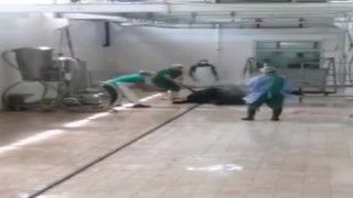 Adana Et ve Süt Kurumunda skandal görüntüler