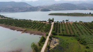 Adanada nar çiçeklerinin görsel şöleni