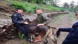 Ahırdan kaçtı, 5 gün sora 10 kilometre uzaklıkta bulundu
