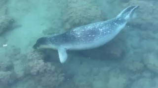 Akdeniz foku sahil kenarında kendini gösterdi