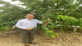 Akdeniz meyve sineğinin popülasyonu artabilir, önlemler alınmalı