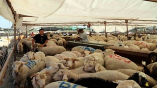 Akdenizde kurban kesim ve satış yerleri hazırlanıyor