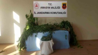 Amasyada nehir kenarına kenevir eken 2 şahıs yakalandı
