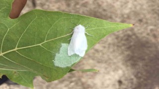 Amerikan Beyaz Kelebeği uyarısı