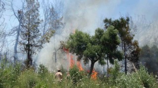 Anızdan başlayan yangın ormana sıçradı, 2 dönüm kızılçam ormanı yandı