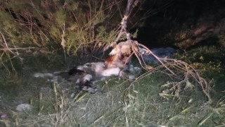 Ankarada 17 köpek ağaca asılmış halde bulundu