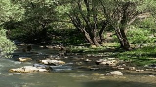 Tunceli'de bozayı ve yavrularının su içtiği anlar görüntülendi