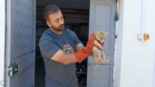 Annesini kaybeden yavru tilki, doğa korumaya emanet