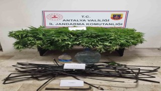 Antalyada 2 bin 535 kök kenevir ele geçirildi