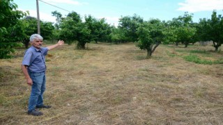 Antalyada aşırı yağmur kirazı dalında bıraktı