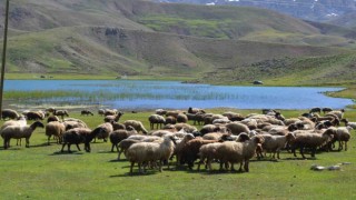 Antalyada Yörükler yaylalara yerleşmeye başladı