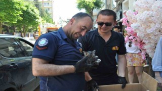Aracın altına sıkışan yavru kedi itfaiye ekiplerince kurtarıldı