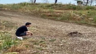 Araçtan börek kabının kapağını çalıp kaçan tilki, börek teklifiyle geri döndü