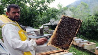 Arılar yağışlı hava şartlarından olumsuz etkilendi, bal rekoltesinde düşüş bekleniyor