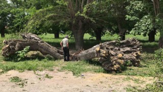 Asırlık dut ağacı ortadan ikiye ayrılıp devrildi
