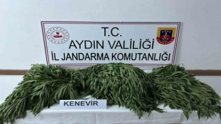 Aydında 90 kök kenevir ele geçirildi