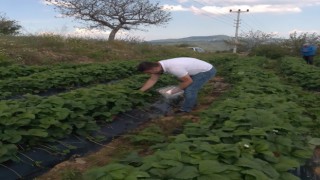 Aydında hasat öncesi çilek bahçeleri kontrol edildi