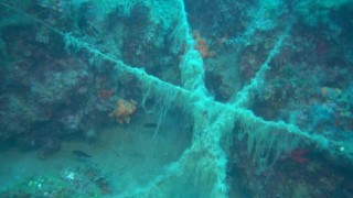Ayvalık açıklarında doğal resiflerin üzerini kaplayan paraketa misinaları görüntülendi