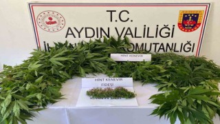 Bahçede kenevir ekimine jandarma baskını: 1 gözaltı