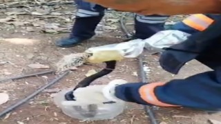 Balık ağına takılan yılan itfaiye ekiplerince kurtarıldı