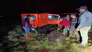 Bataklığa saplanan inek AFAD ekiplerince kurtarıldı