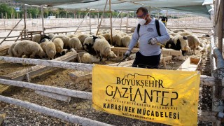 Belediye, Kurban Bayramı öncesinde ilaçlama çalışmaları yapıyor